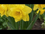 Narcissus 'Campernellen Double' video | Harding & Bloom