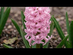 Hyacinthus 'Fondant' (Hyacinth) video | Harding & Bloom
