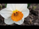 Narcissus 'Barrett Browning' (daffodil 'Barrett Browning) video | Harding & Bloom