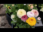 Ranunculus 'Elegance Pastello Striato Mix' video | Harding & Bloom