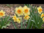 Narcissus 'Double Fashion' video | Harding & Bloom