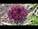 Allium 'Atropurpureum' video | Harding & Bloom