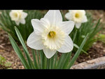 Narcissus 'Mount Hood' (daffodil) video | Harding & Bloom