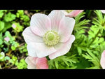 Anemone 'Mistral Salmone' video | Harding & Bloom