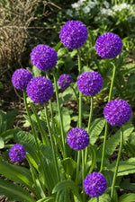 Primula denticulata (Drumstick Primrose) – perennial garden photograph 3