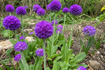 Primula denticulata (Drumstick Primrose) – perennial garden photograph 4