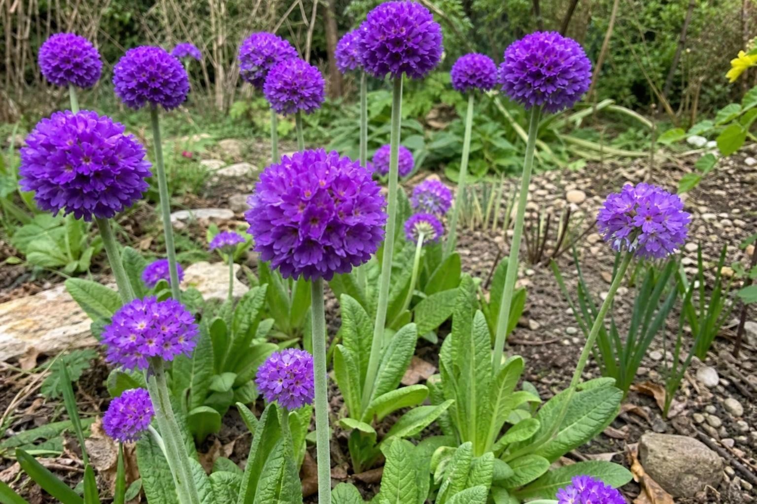 Primula denticulata (Drumstick Primrose) – perennial garden photograph 4