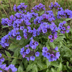 Pulmonaria - ‘Blue Ensign’ (Lungwort) – perennial garden photograph 2