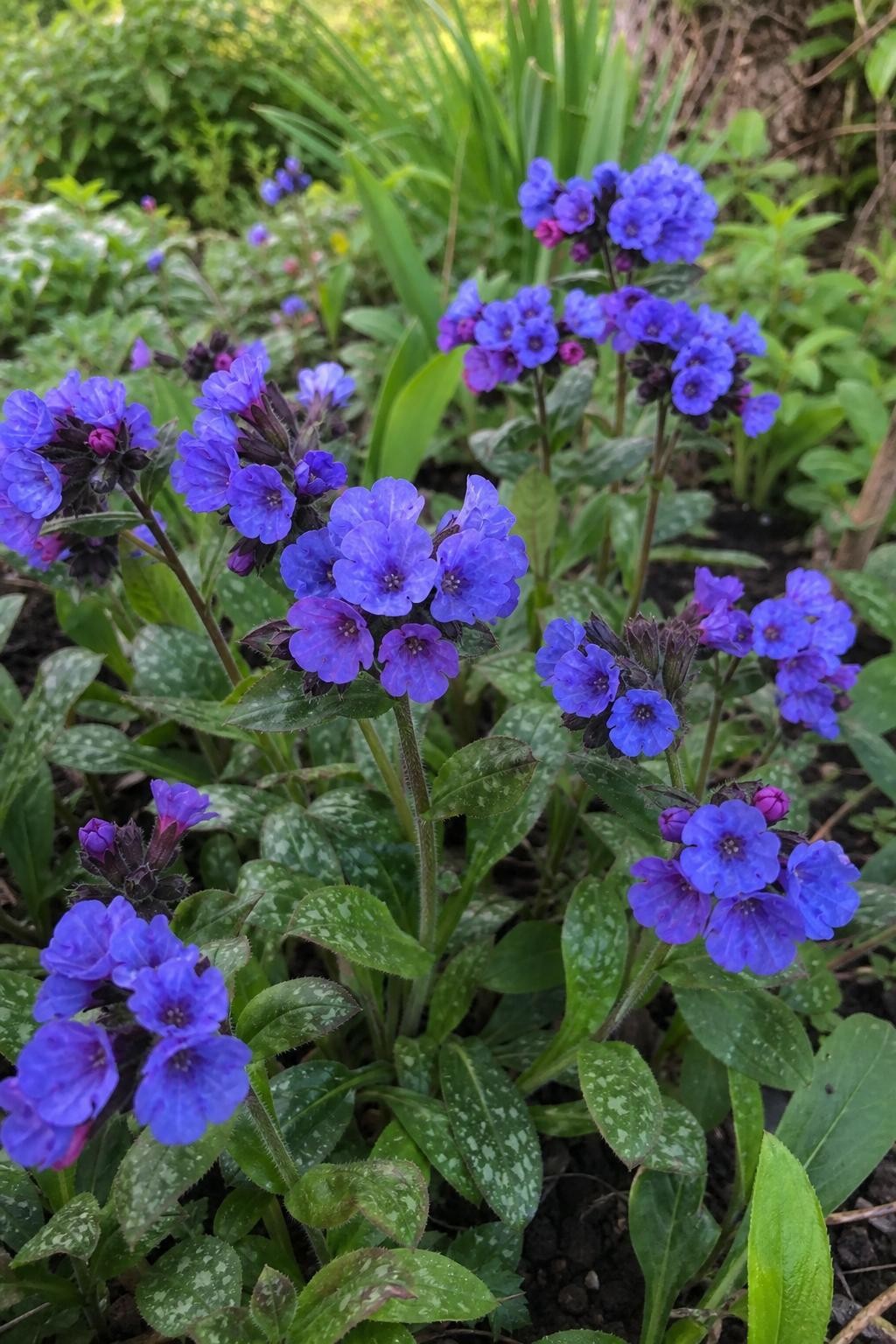 Pulmonaria - ‘Blue Ensign’ (Lungwort) – perennial garden photograph 3