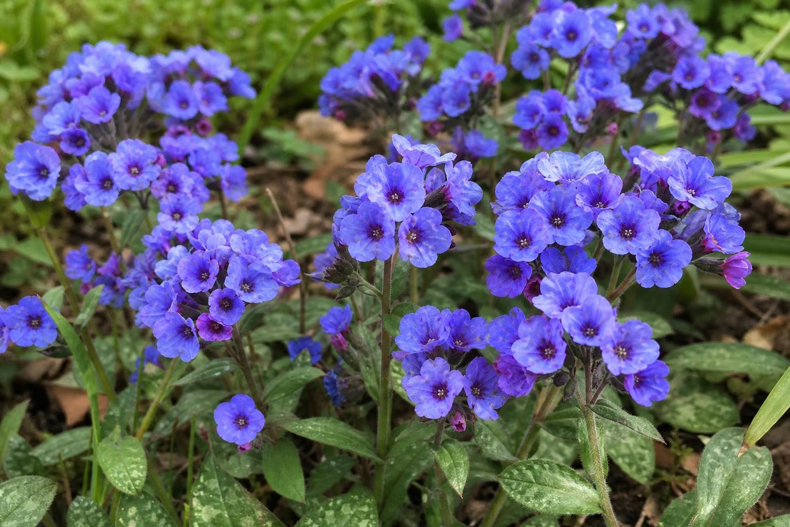 Pulmonaria - ‘Blue Ensign’ (Lungwort) – perennial garden photograph 4