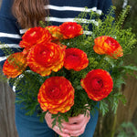 Ranunculus 'Aviv Picotee Orange' - Harding & Bloom