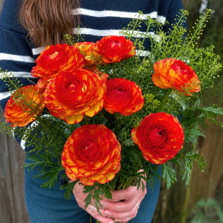 Ranunculus 'Aviv Picotee Orange' - Harding & Bloom
