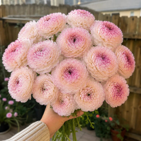 Ranunculus 'Aviv Picotee Pink' - Harding & Bloom
