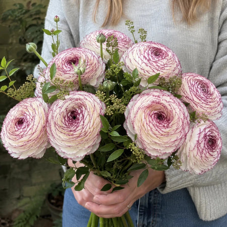 Ranunculus 'Elegance® Bianco Striato' - Harding & Bloom