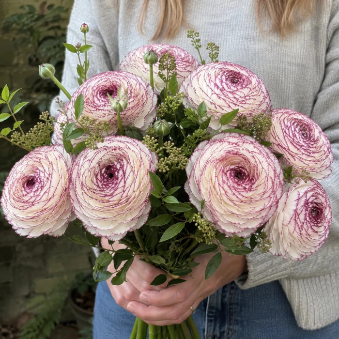 Ranunculus 'Elegance® Bianco Striato'
