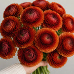 Ranunculus 'Elegance® Cioccolato' - Harding & Bloom