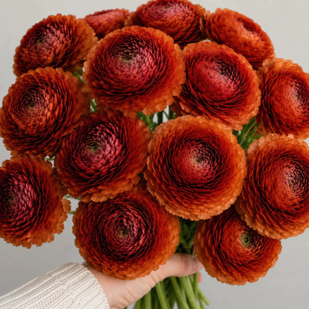 Ranunculus 'Elegance® Cioccolato' - Harding & Bloom