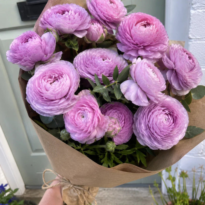 Ranunculus 'Elegance® Milka'