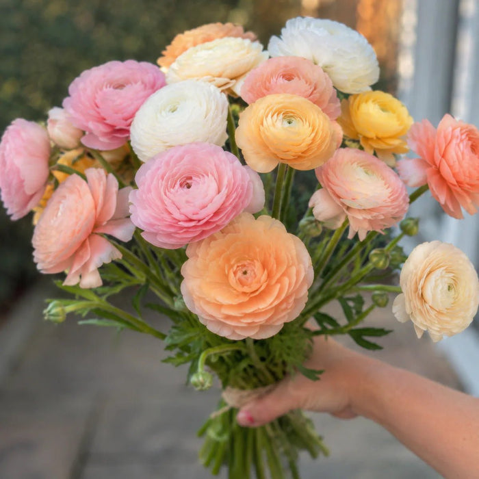 Ranunculus 'Elegance® Pastello Mix'