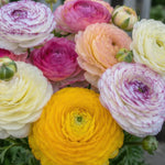 Ranunculus 'Elegance® Pastello Striato Mix' - Harding & Bloom