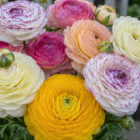 Ranunculus 'Elegance® Pastello Striato Mix' - Harding & Bloom