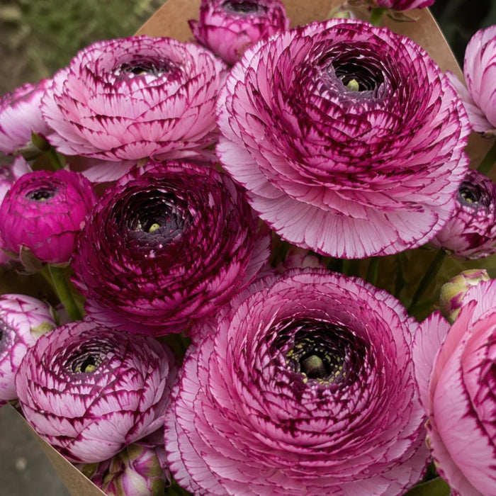 Ranunculus 'Elegance® Rosa Striato'