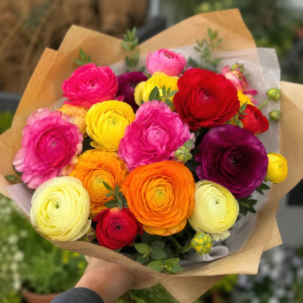 Ranunculus 'Mixed'