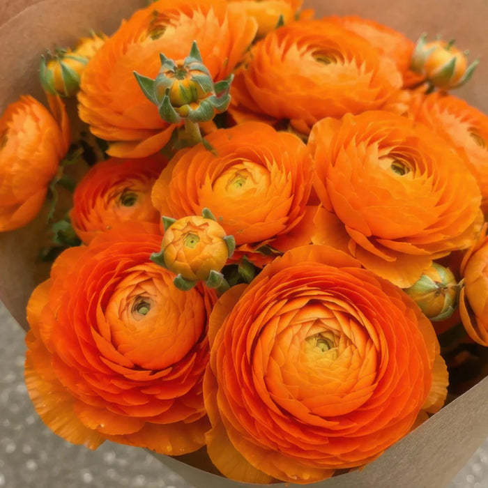 Ranunculus 'Orange'