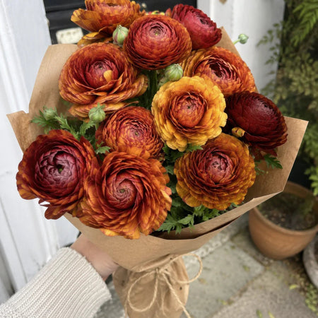Ranunculus 'Picotee Café' - Harding & Bloom