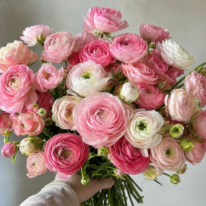 Ranunculus 'Pink'