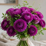 Ranunculus 'Purple' - Harding & Bloom