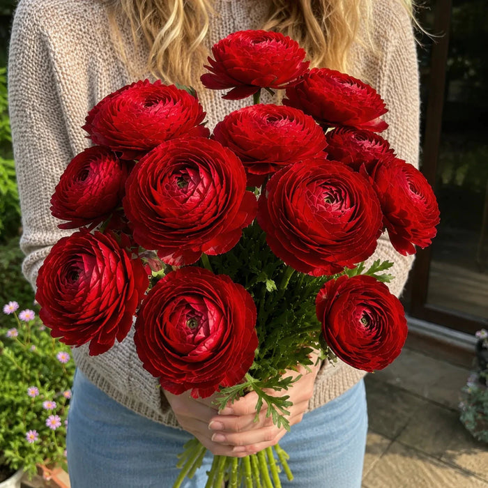 Ranunculus 'Red'