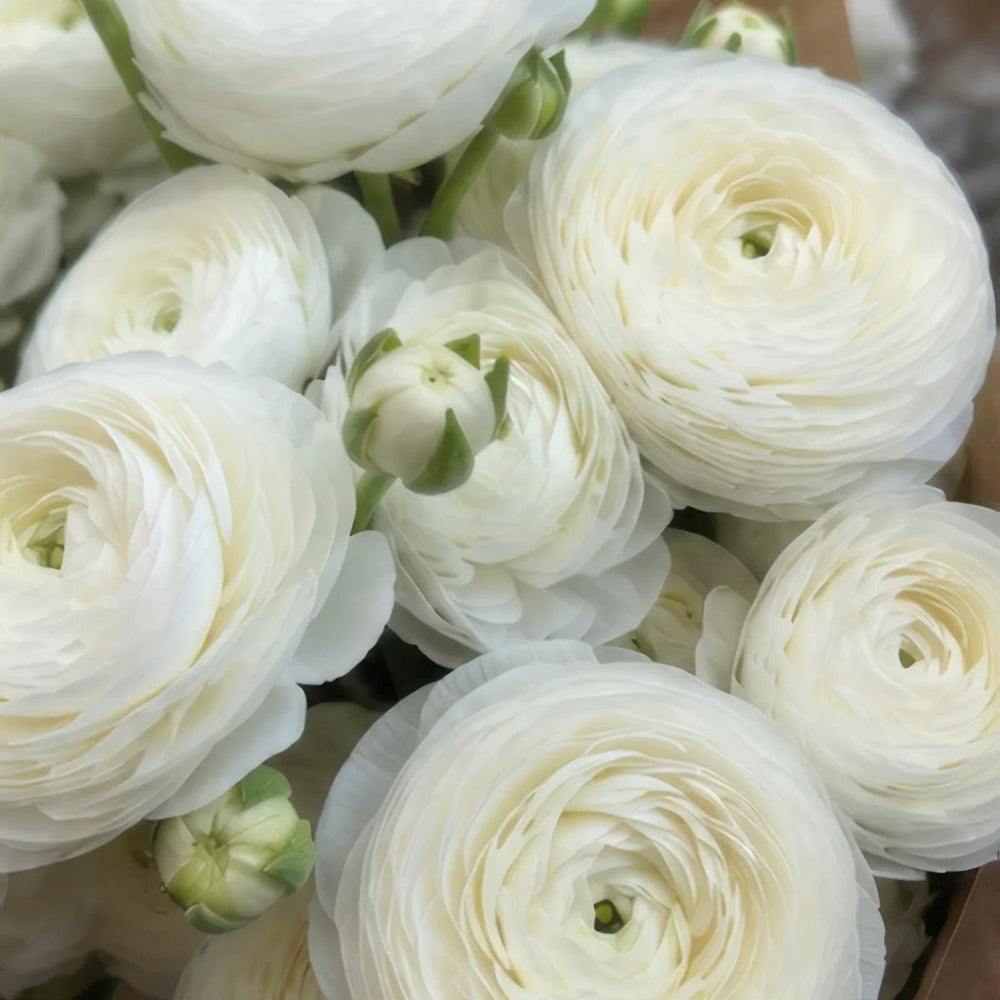 Ranunculus 'White'