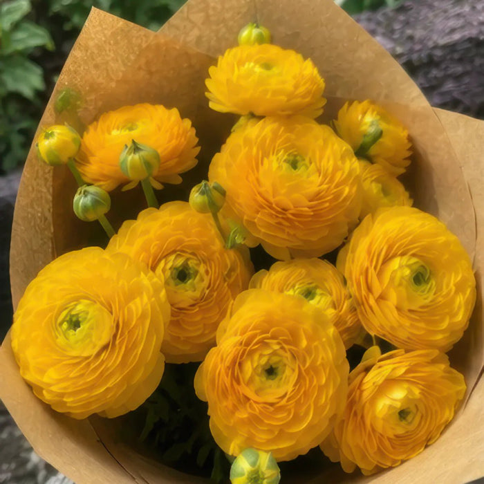 Ranunculus 'Yellow'