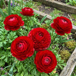 Ranunculus 'Red' (Persian buttercup) – ranunculus corms, main product photo (Harding & Bloom)