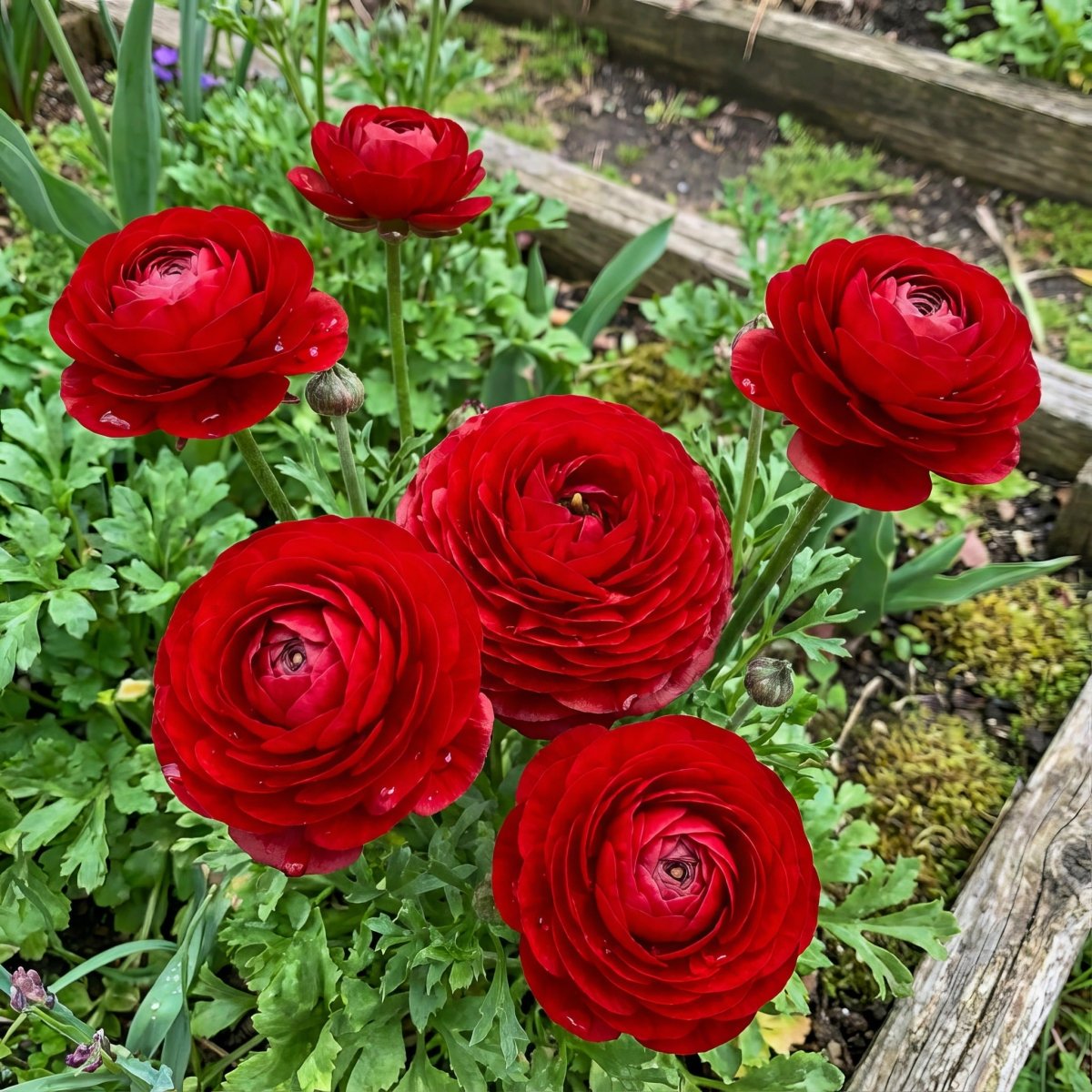Ranunculus 'Red' (Persian buttercup) – ranunculus corms, main product photo (Harding & Bloom)
