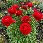 Ranunculus 'Red' (Persian buttercup) – ranunculus corms, product photo 4 (Harding & Bloom)