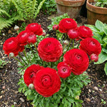 Ranunculus 'Red' (Persian buttercup) – ranunculus corms, product photo 3 (Harding & Bloom)