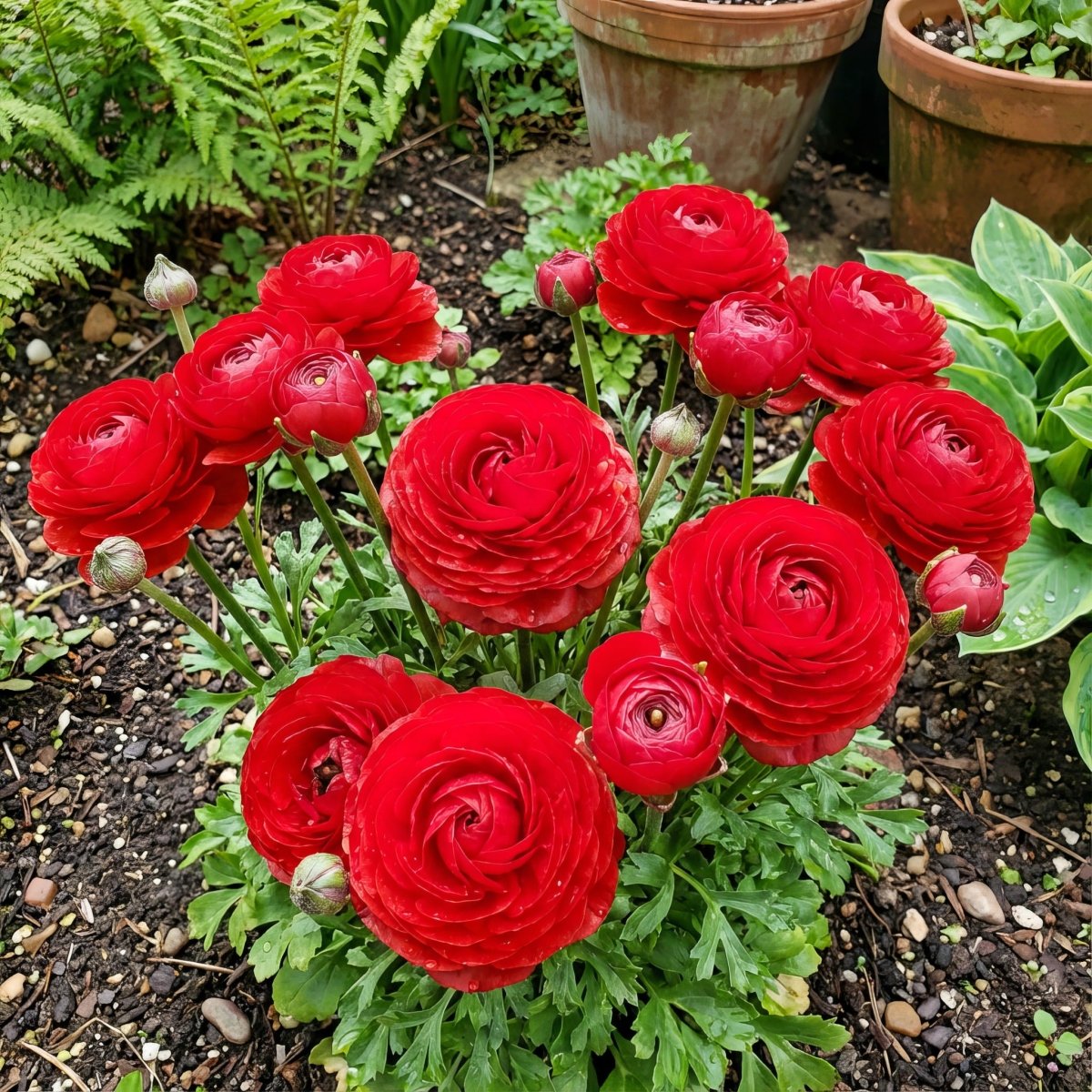 Ranunculus 'Red' (Persian buttercup) – ranunculus corms, product photo 3 (Harding & Bloom)