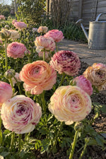 Ranunculus 'Elegance® Pastello Striato Mix' - Harding & Bloom