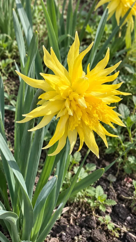 Narcissus 'Rip Van Winkle' (Daffodil) - Harding & Bloom
