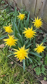 Narcissus 'Rip Van Winkle' (Daffodil) - Harding & Bloom