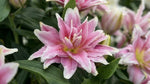 Lilium 'Roselily Isabella' - Harding & Bloom