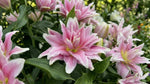 Lilium 'Roselily Isabella' - Harding & Bloom