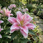 Lilium 'Roselily Isabella' - Harding & Bloom