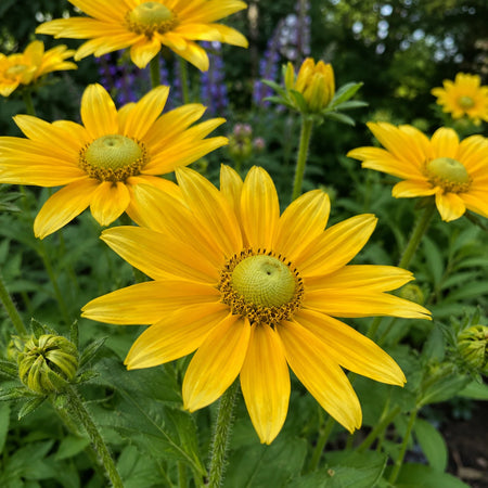 Rudbeckia hirta ‘Prairie Sun’ flowers in a garden border