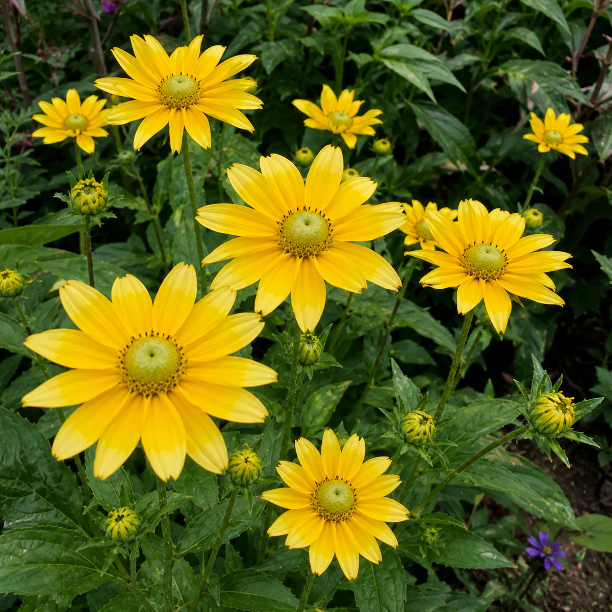 Rudbeckia hirta ‘Prairie Sun’ yellow flowers and foliage