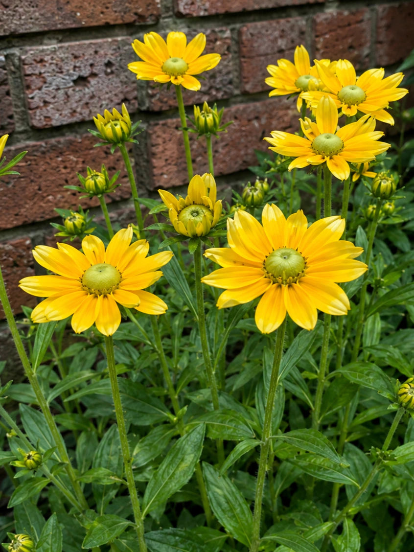 Tall stems of Rudbeckia hirta ‘Prairie Sun’ in flower