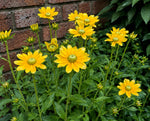 Rudbeckia hirta ‘Prairie Sun’ flowering across a sunny border