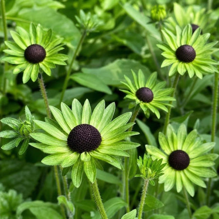 Rudbeckia occidentalis - ‘Green Wizard’ (Black-Eyed Susan) – perennial garden photograph 1
